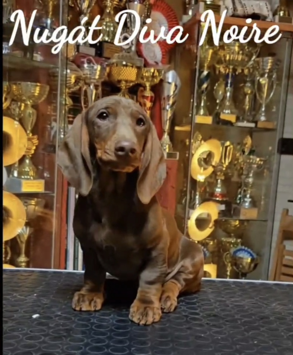 Puppy photo