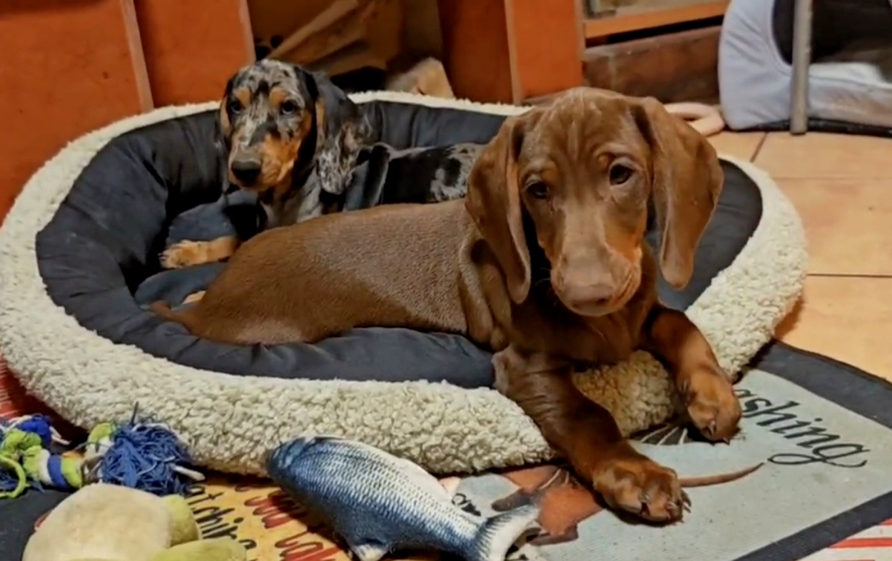 Puppy photo