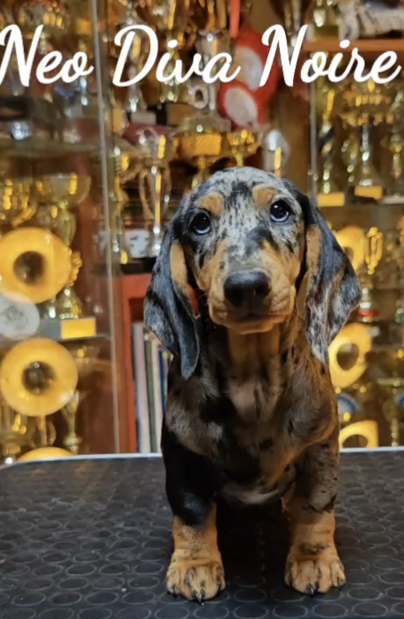 Puppy photo
